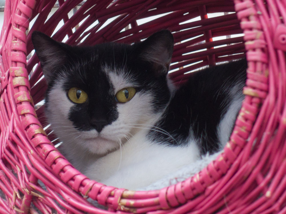 Lilo liegt in einem roten Katzenkorb