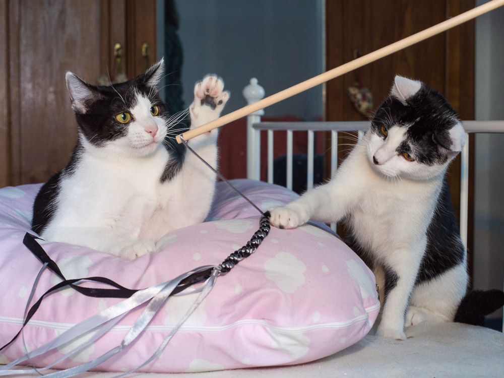 Carlo und Charly liegen zusammen in einem Kuschelbett