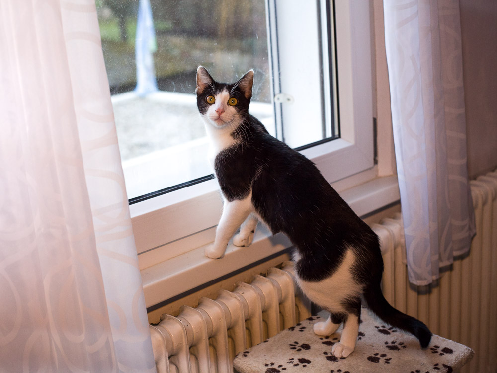 Moni steht am Fenster und blickt in den Raum hinein.