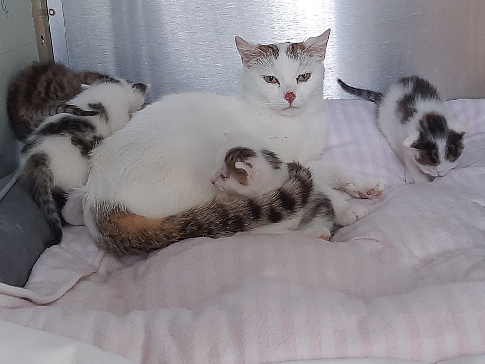 Mia zusammen mit ihren Babys