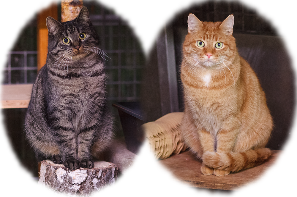 Nala und Sam im Porträt