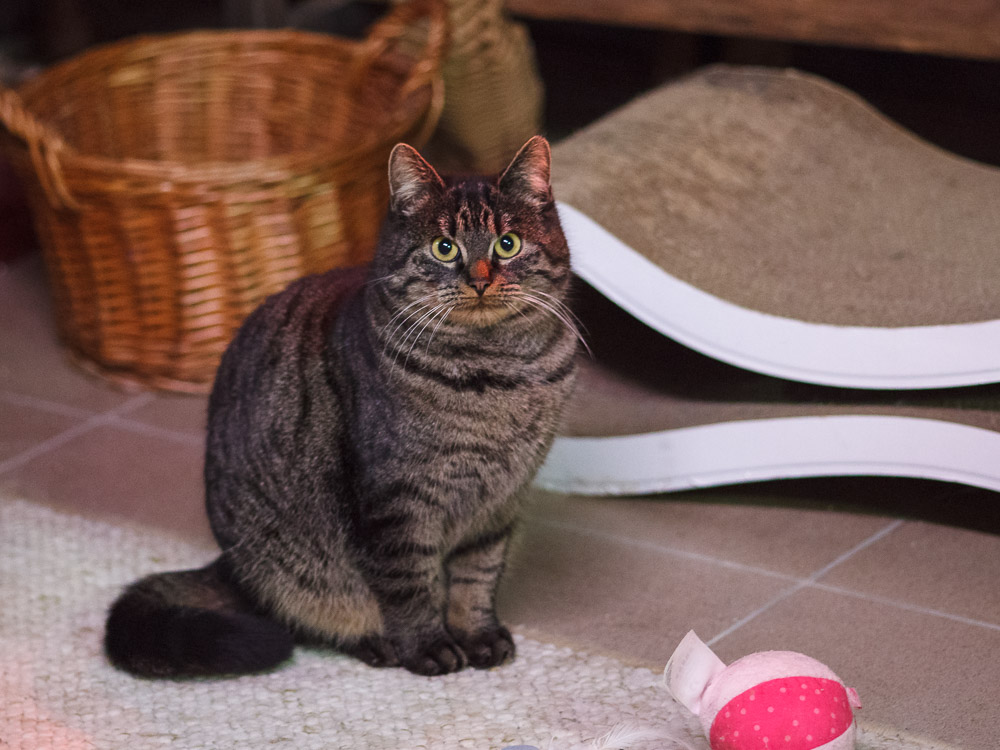 Nala sitzt auf dem Boden