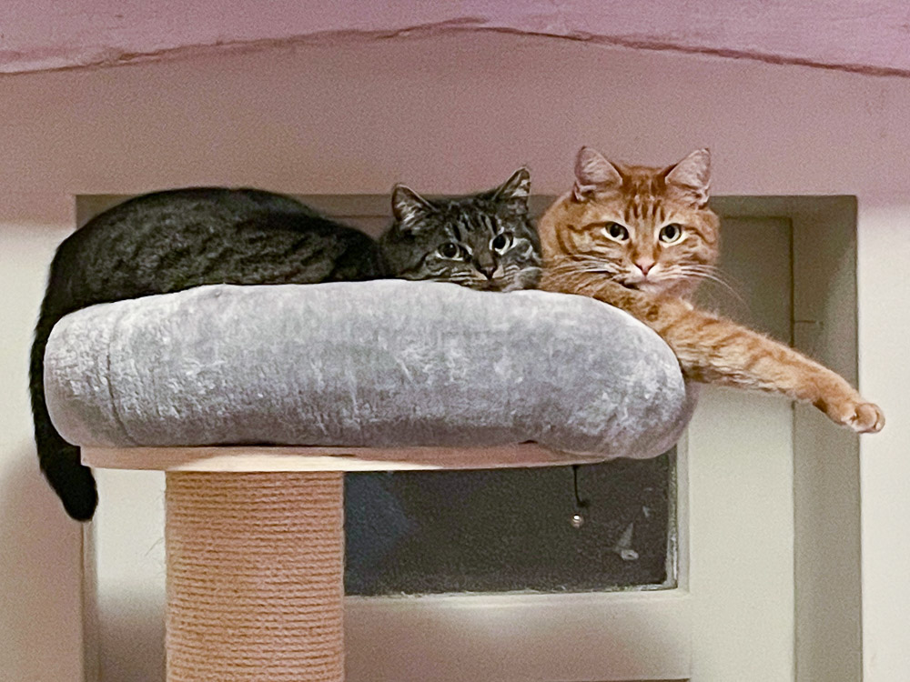 Nala und Sam liegen zusammen auf dem Kratzbaum