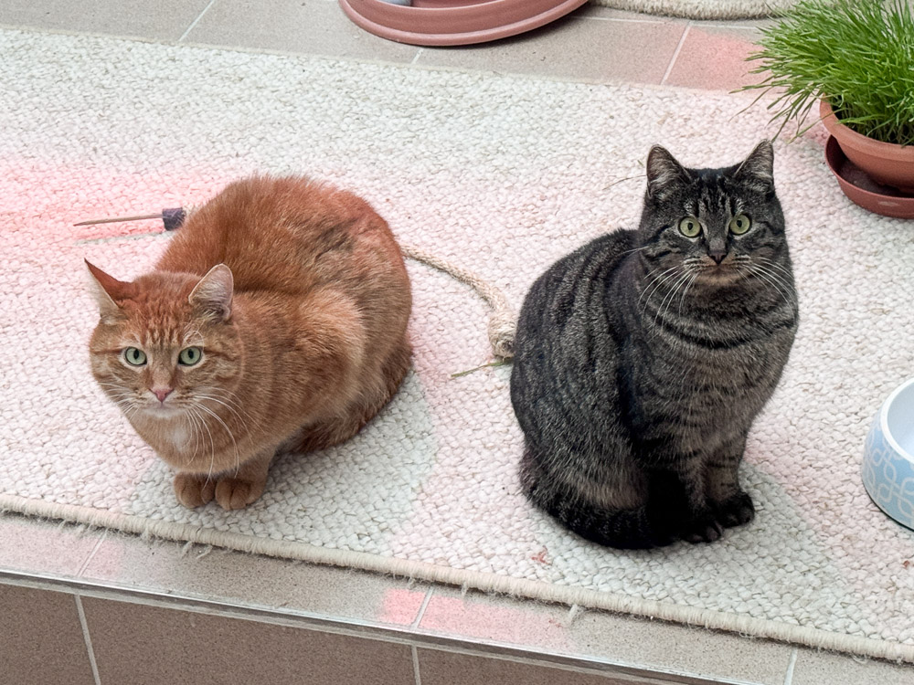 Sam und Nala sitzen nebeneinander