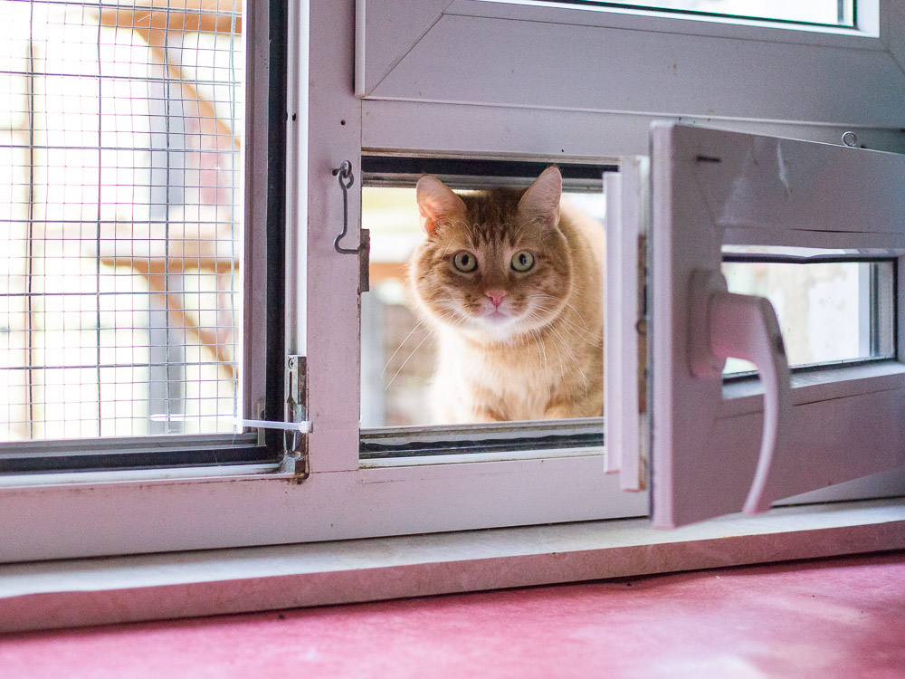 Sam schaut zum geöffneten Fenster herein