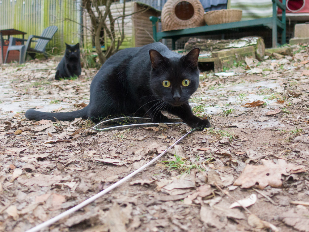 Nikki schaut gebannt nach vorne auf ein sich am Boden liegendes Angelspiel, das bewegt wird.