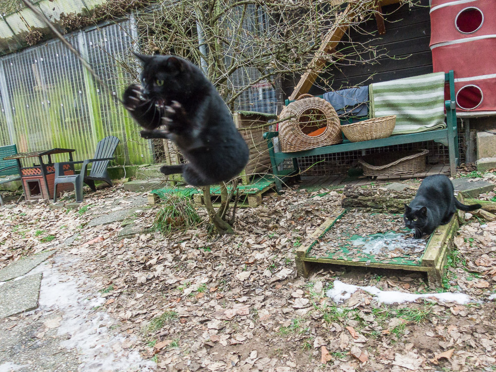 Nikki "fliegt" mit ausgefahrenen Krallen und offenem Maul einer Feder an einer Angel hinterher