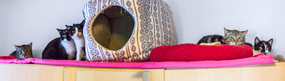 Panoramaaufnahme der fünf Kitten (zusammengesetzt aus zwei Einzelfotos))