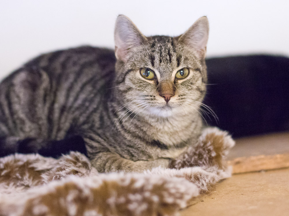 Simba liegt auf einer Decke