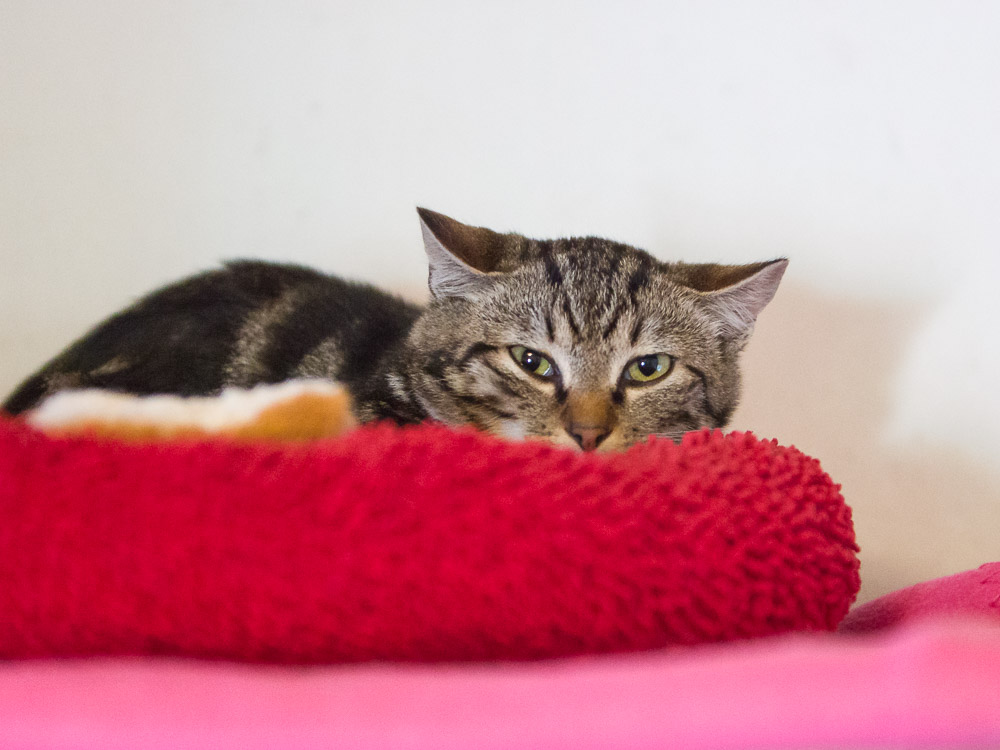 Socke schaut etwas skeptisch und hält die Ohren waagrecht.