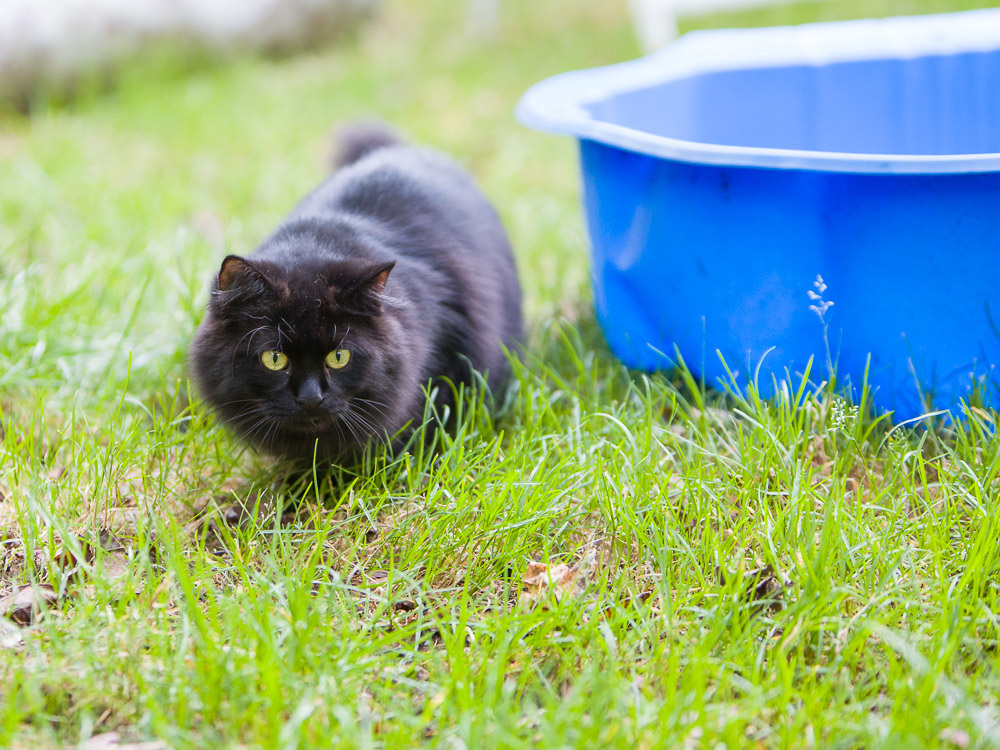 Svenja pirscht sich im Garten an eine andere Katze heran.